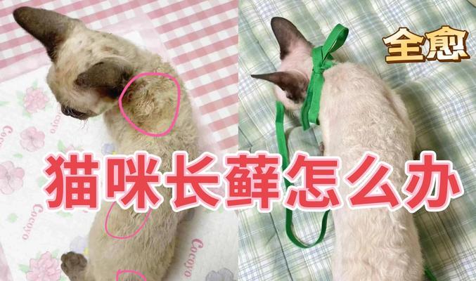 猫癣（了解猫癣的症状和预防措施，有效治疗关键在于早期诊断）