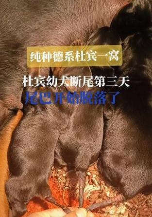 狗狗断尾后需多久康复？（了解狗狗断尾康复时间的重要性）