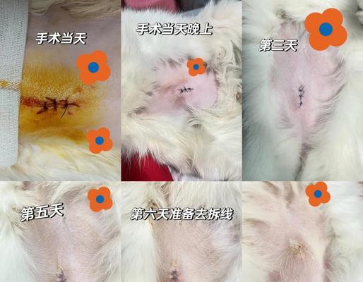 母猫绝育手术后恢复需要多久时间？（探讨母猫绝育手术伤口的愈合过程和注意事项）