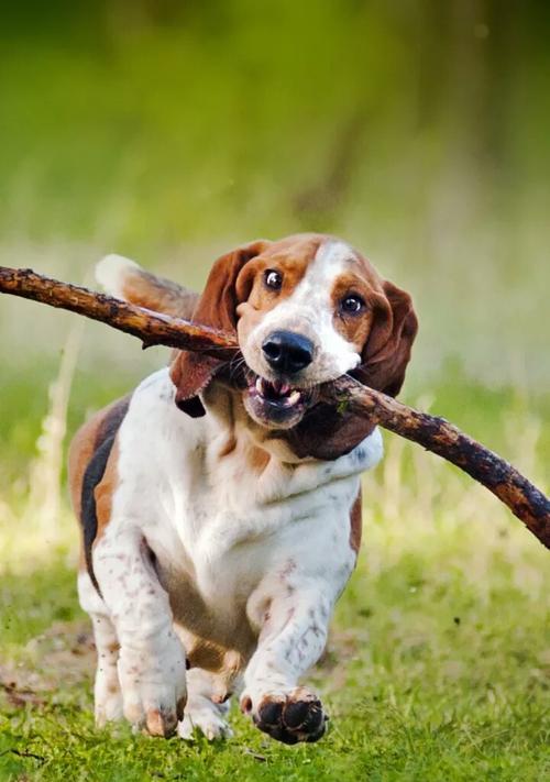 以巴吉度猎犬的形态特征（深入了解以巴吉度猎犬的外貌特点和体型特征）