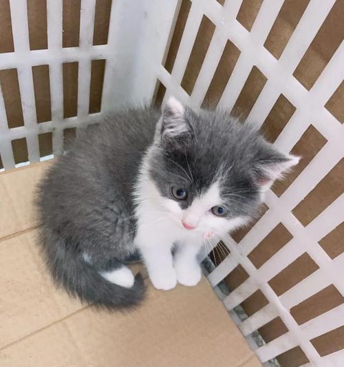 以猫配种需要多久？（猫咪繁殖周期及其影响因素）