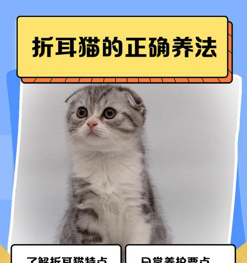 折耳猫发病的先兆（拒绝折耳，以爱护为主，摒弃买卖伤害）