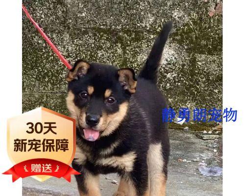 狗产仔后多久会有奶？（探索母狗产奶的时间和过程）