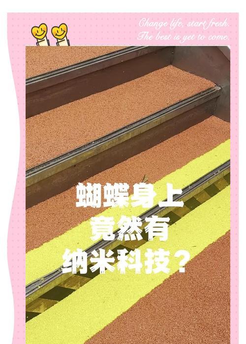 探索蝴蝶的奇妙世界（你不知道的10件关于蝴蝶的事）