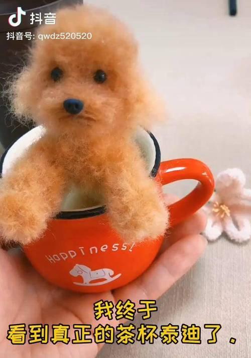 茶杯犬价格揭秘（茶杯犬价格高昂的背后真相，不再被蒙在鼓里！）