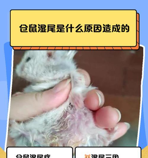 仓鼠湿尾症状及治疗方法全解析（仓鼠湿尾的原因、症状和有效的治疗方法）