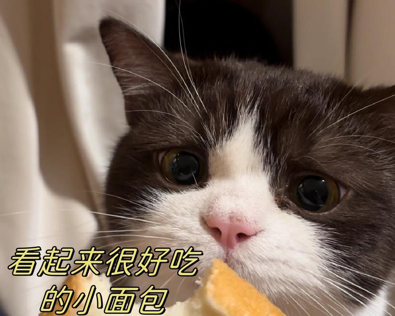 猫咪能吃面包吗？解析猫咪对面包的喜好（猫咪为什么喜欢吃面包？解析猫咪对面包的喜好原因）