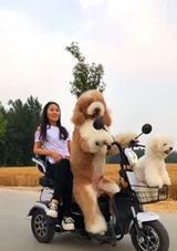 宠物泰迪狗的寿命及影响因素（了解泰迪狗的寿命和健康因素，让它们健康长寿）