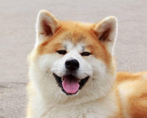 秋田犬交配后的妊娠期和生产时间（秋田犬交配后的孕期和分娩过程）