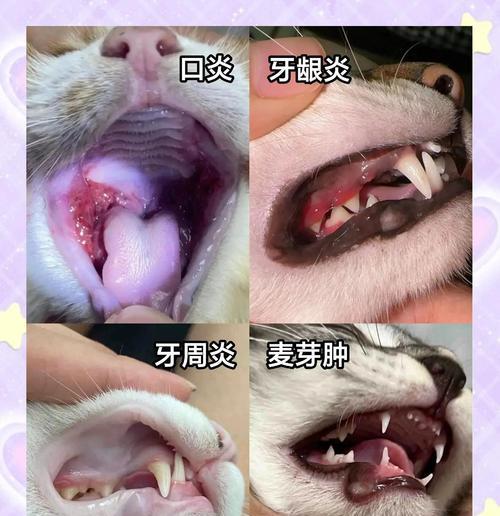 揭秘猫咪口腔长溃疡的原因与治疗方法（了解猫咪口腔溃疡的症状和预防措施）