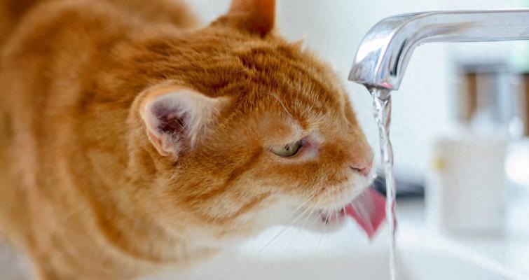 猫咪饮水不足的危害及合理饮水量（探讨猫咪饮水不足带来的健康问题及建议每日饮水量）