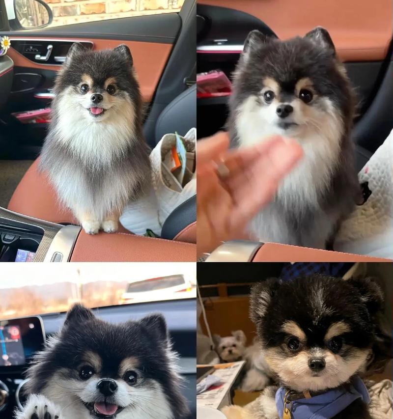 买一只“博美犬”需要多少钱？（了解博美犬价格和成本，为你的宠物生活做准备）