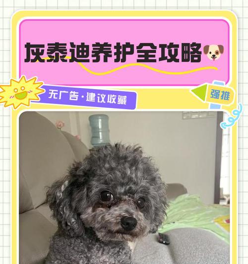 灰泰迪的毛发反灰需要多久？（揭秘灰泰迪毛发反灰的时间和原因）
