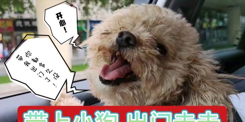 小狗出生多久可以出门？（了解小狗出生后的成长阶段和出门时机）