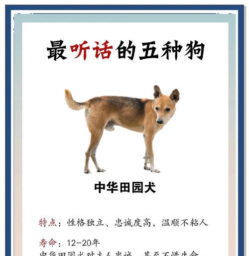 狗狗（以对主人依赖的狗的种种表现和背后的原因）
