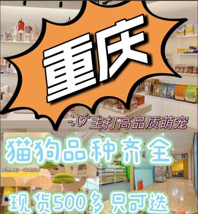 宠物店推荐（了解适合养的宠物种类，为你的生活增添快乐）