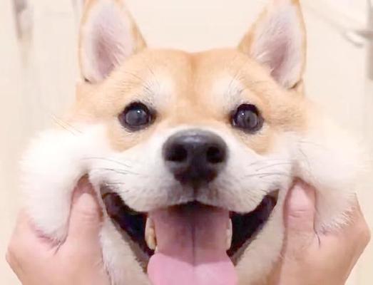 柴犬价格之不同种类的柴犬价格分析（了解柴犬市场，掌握柴犬价格走势）