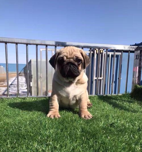 巴哥犬（了解巴哥犬的5大缺点，为你的宠物生活做好准备）