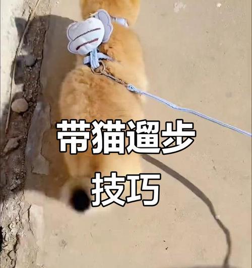 带猫出门有多久合适？（探讨猫咪户外活动时间的长短及注意事项）