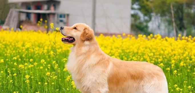金毛犬与串串犬（了解纯种金毛与串串犬，选择适合的宠物伴侣）