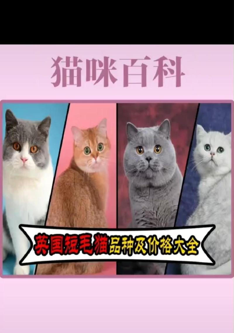 英国短毛猫——古老而受欢迎的宠物选择（了解英国短毛猫的特点、品种和护理）