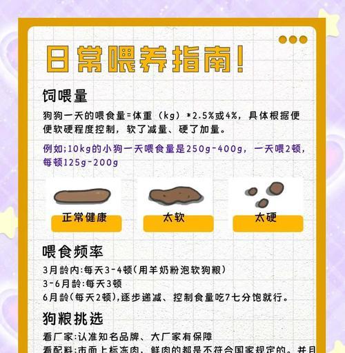小狗吃完食物后多久排便？（探寻泰迪犬消化系统的奥秘）