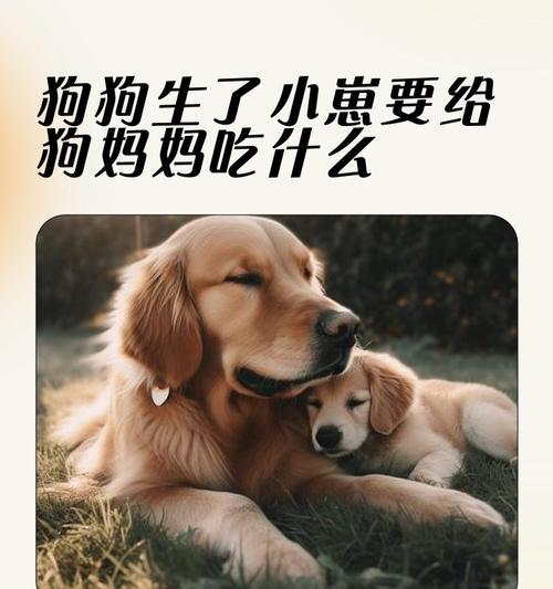 小狗离开母狗的最佳时机（母狗抚养小狗的重要阶段和时间节点）
