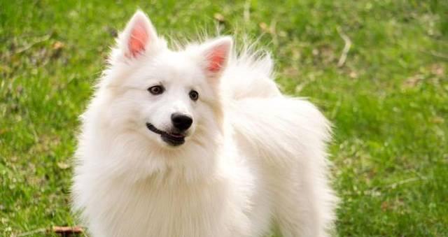 迷你犬种大盘点（探索体型小点的狗狗世界）
