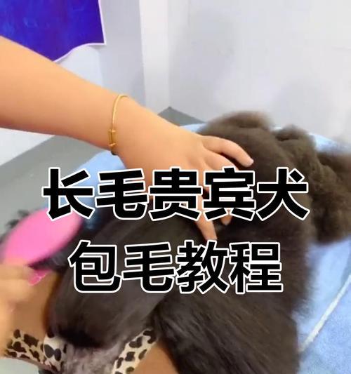 贵宾梳毛的频率与方法（保持贵宾毛发的健康与美丽，掌握正确的梳毛技巧）