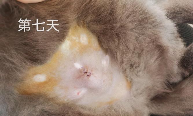 母猫绝育后多久恢复正常大小便（了解母猫绝育术后的排泄问题，让你更放心）