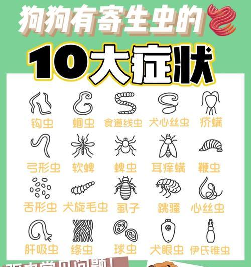 小狗感染蛔虫会在多久内死亡？（探究小狗感染蛔虫的危害及其对狗狗生命的影响）