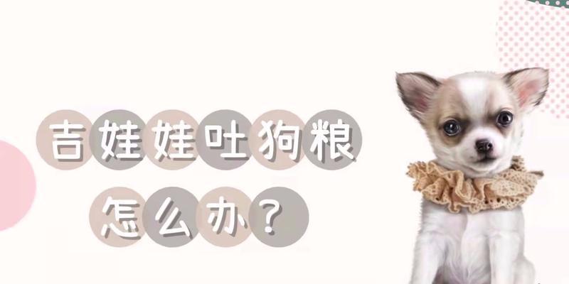 吉娃娃呕吐的原因与解决办法（了解吉娃娃呕吐的常见原因以及有效的解决办法）