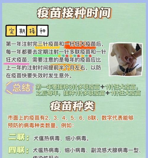 泰迪打完疫苗后适合进行体外驱虫吗？（了解泰迪疫苗和体外驱虫的最佳时间安排）