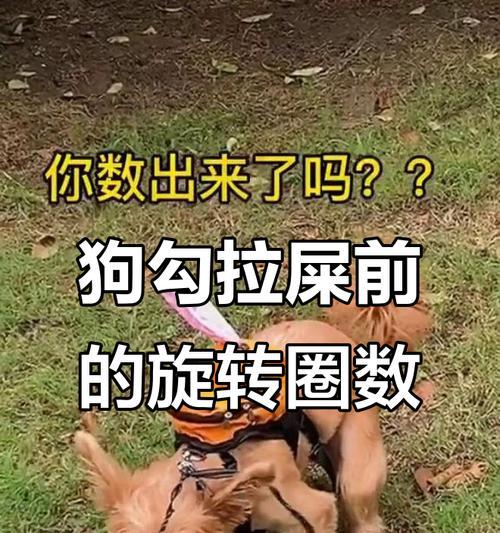 狗狗饭后多久拉粑粑的合适时间（探索适宜的饭后排便时间以促进狗狗健康）