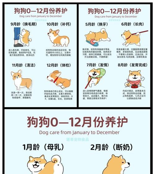 狗疫苗接种时间表及重要注意事项（保护你的狗狗免受疾病侵袭，第一针疫苗何时打？）