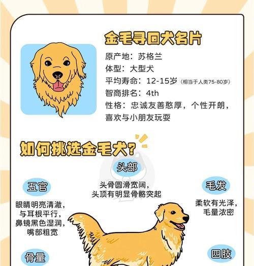 金毛掉毛周期及原因解析（宠物金毛为何频繁掉毛？如何应对？）