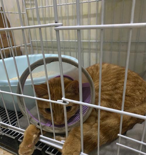 猫绝育后的排便情况与注意事项（探讨猫绝育后恢复期排便时间以及注意事项）