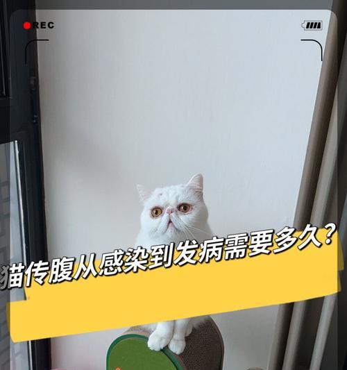猫疫苗反应持续时间有多久？（了解猫疫苗反应持续时间的关键是什么？）