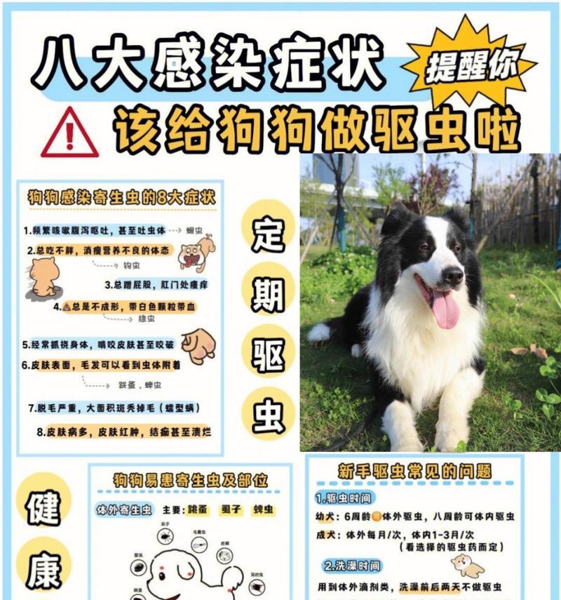 狗驱虫后多久恢复正常？主标题（了解狗驱虫后的恢复时间是重要的副标题）
