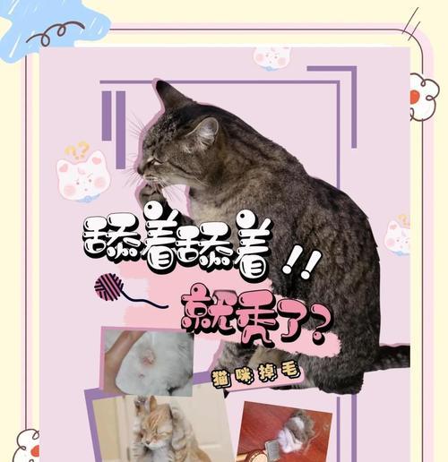 猫咪掉毛频率解析（揭秘猫咪掉毛的时间间隔及其原因）