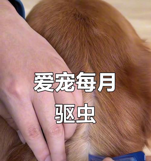 狗狗驱虫的注意事项（了解价格和保护你的宠物）