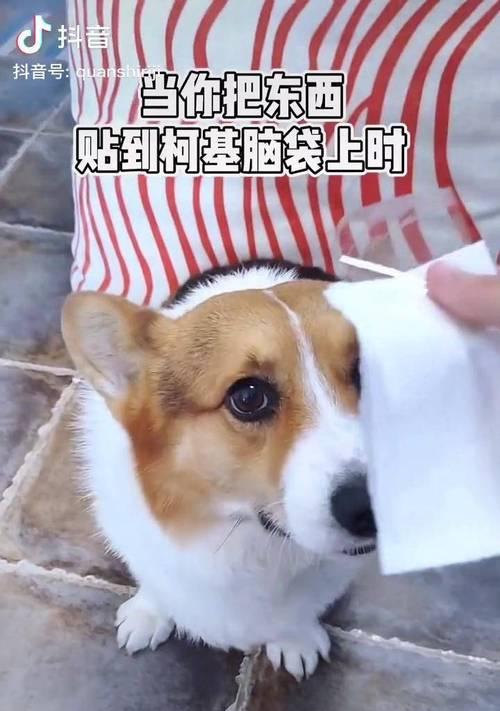 探秘柯基犬的价格与色彩魅力