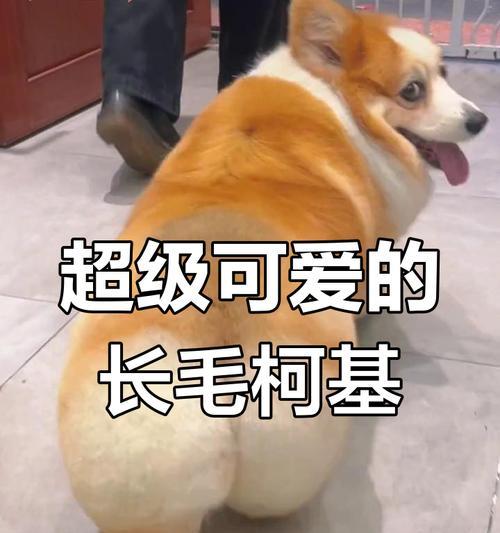 柯基每天需要多长时间的睡眠？（揭秘五个月大柯基的睡眠需求及关键因素）