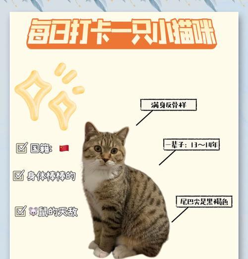 从小猫到成年猫（了解狸花猫的成长周期及相关注意事项）