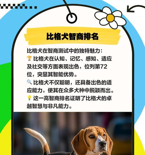 比格犬（探索比格犬的特点、历史和适应性）