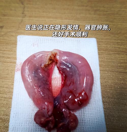 猫绝育后的饮食调整（探讨猫咪绝育后合理饮食的时间安排及注意事项）