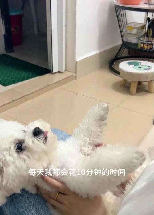 比熊洗澡频率的合理选择（探讨比熊洗澡的最佳时间间隔和注意事项）