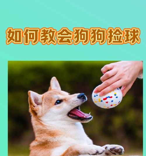 小狗不咬东西的关键（培养良好习惯，小狗变乖巧）