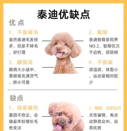 泰迪成年后的标准体重（了解泰迪成年后的健康体重标准及养护要点）