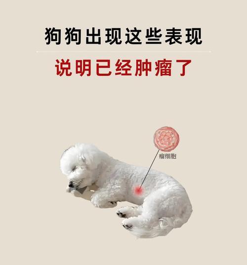 小狗长肿瘤的症状及应对方法（了解小狗肿瘤的表现及保护措施）